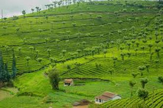 South Special - Coorg, Ooty And Mysore Tour