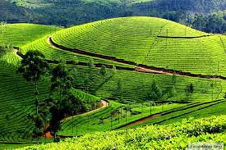 South Special - Coorg, Ooty And Kodaikanal Package