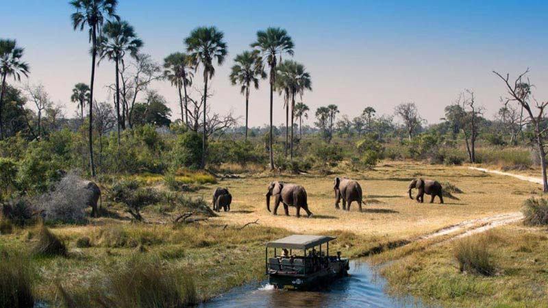 Cost Of Botswana Budget Mobile Safari Tour