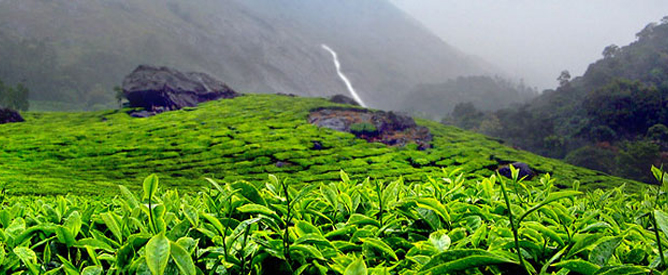 Backwater Serenity ( 5 Nights )