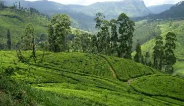 Taste of Sri Lanka ( 5 Nights ) Tour