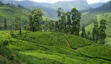 Taste of Sri Lanka ( 5 Nights ) Tour