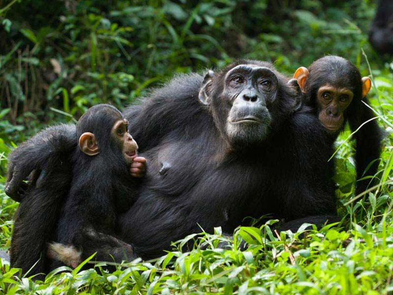 Uganda Gorilla And Wildlife Safari Tour