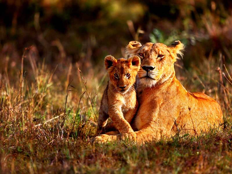 Kenya Wildlife Tour Package From India