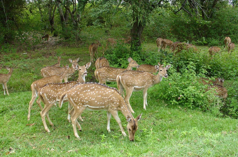 Short Escape To Bandipur National Park Package