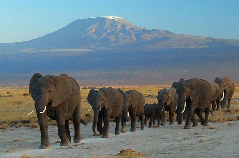 6 Days Amboseli Lake Nakuru Masai Mara Safari Tour