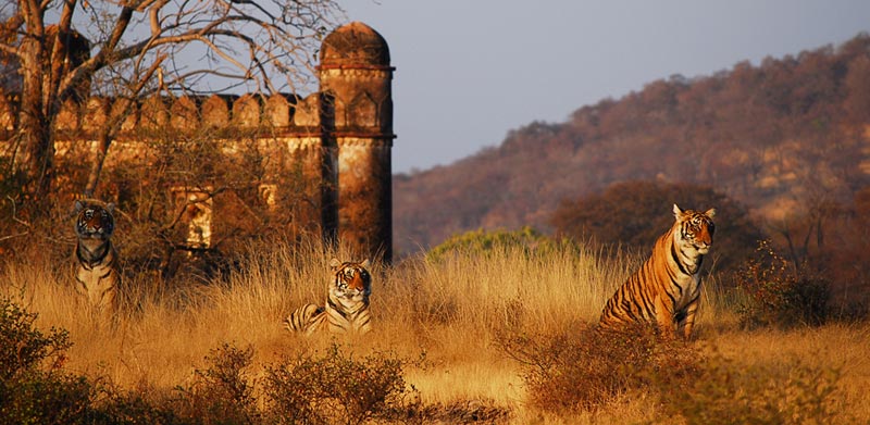 Heritage & Wildlife Tour Of Rajasthan