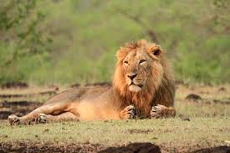 Gujarat Lion And Rann Of Kutch Package