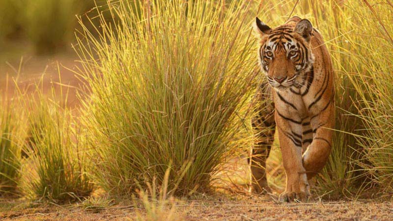 Pachmarhi 03 Days Tour For Couple & Family Pench National Park Tour