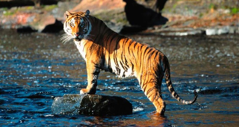 Short Escape To Sundarbans Tour