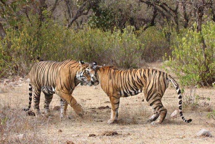 Short Escape To Sariska Tour