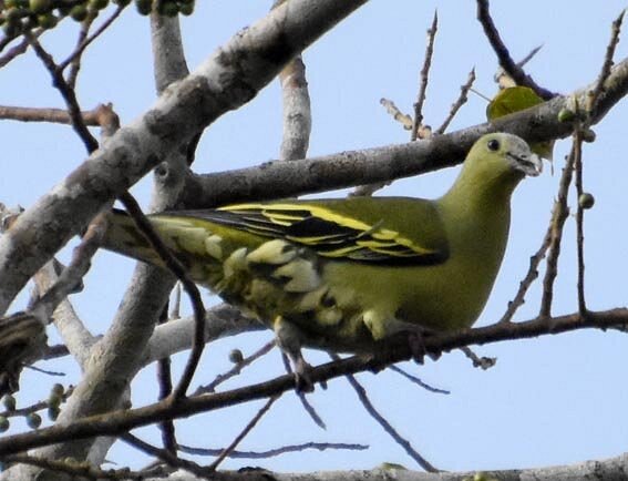 5 Night 6 Days Neil Island Package