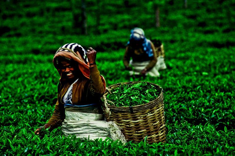 Sri lanka holiday package