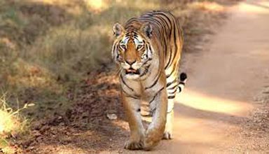 Wildlife Tour Of Madhya Pradesh