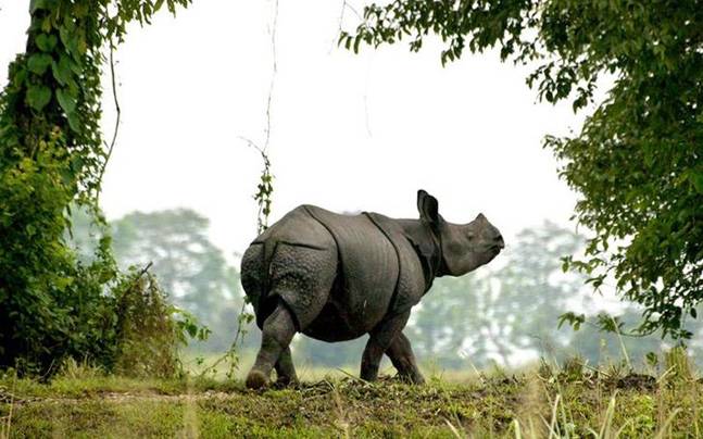 Exclusive Kaziranga Shillong Tour