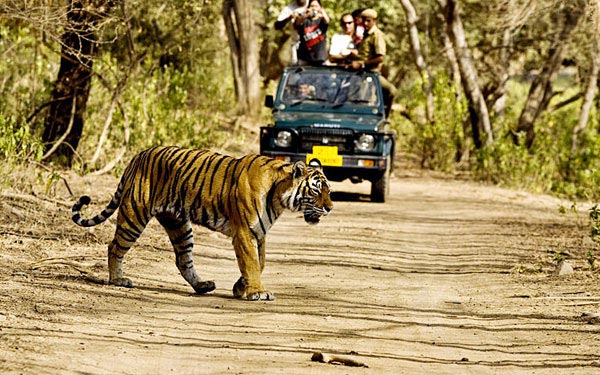 Safari To Amazing Rajasthan Tour