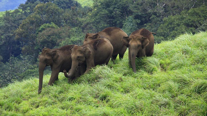 3 Days Periyar Tour With Treehouse