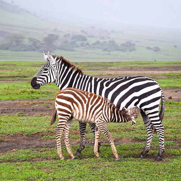 4Days Safari And 4Days Zanzibar Beach Holiday (8 Days Package)