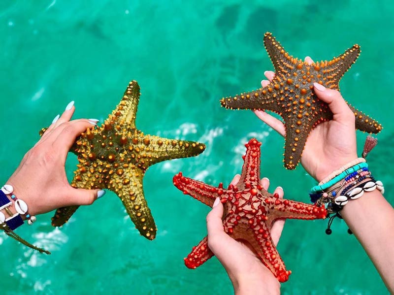 4Days Safari And 4Days Zanzibar Beach Holiday (8 Days Package)