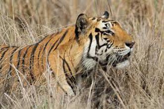 Wildlife Safari In Gujarat Tour