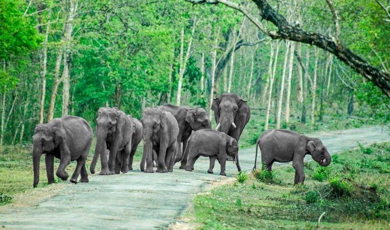 South India Tour With Wildlife Tour