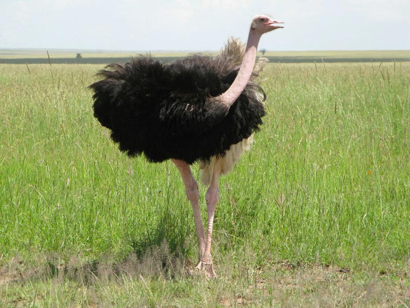 4-Day Tarangire, Ngorongoro Crater, Serengeti Tour