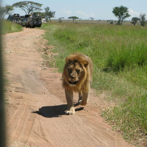 6-Day Lake Manyara, Tarangire, Serengeti and Ngorongoro Tour