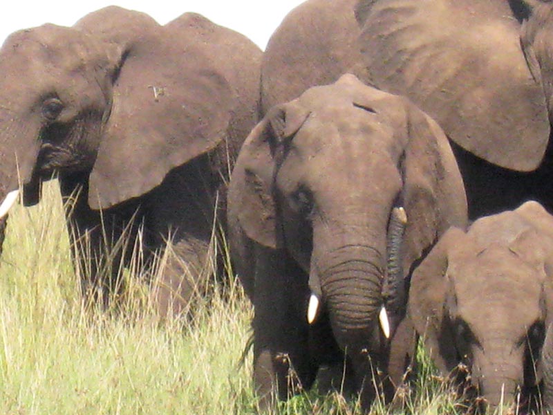 6-Day Lake Manyara, Tarangire, Serengeti and Ngorongoro Tour