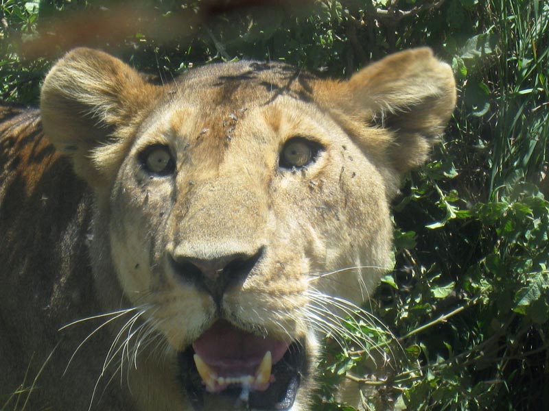 6-Day Lake Manyara, Tarangire, Serengeti and Ngorongoro Tour