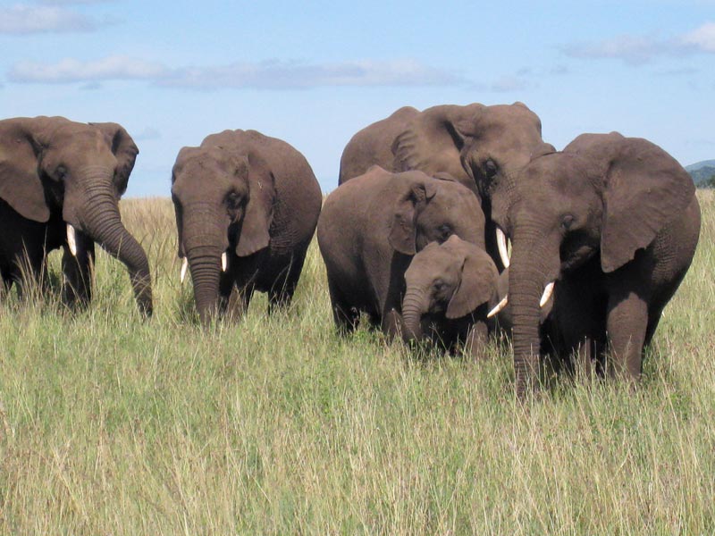 5-Day Lake Manyara, Tarangire, Ngorongoro, and Serengeti Tour