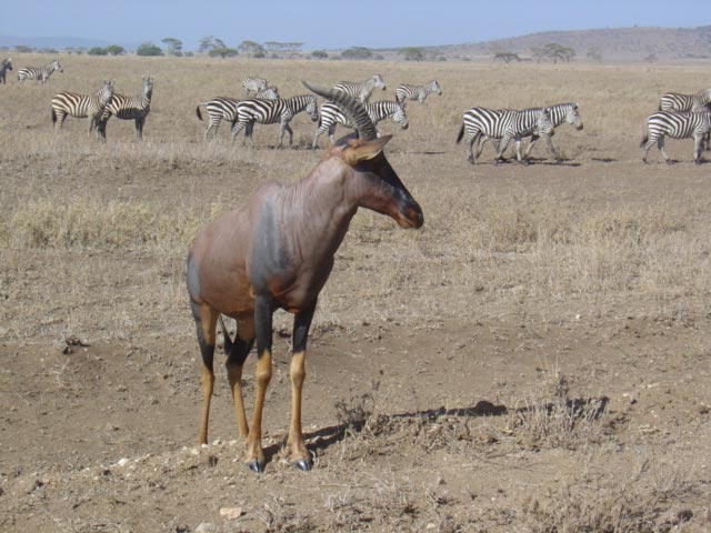 5-Day Lake Manyara, Tarangire, Ngorongoro, and Serengeti Tour