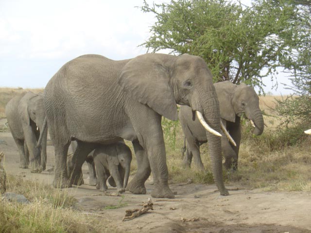5-Day Lake Manyara, Tarangire, Ngorongoro, and Serengeti Tour