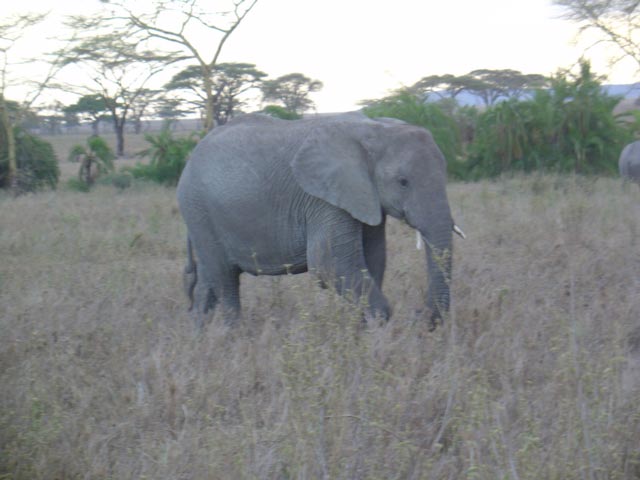 5-Day Lake Manyara, Tarangire, Ngorongoro, and Serengeti Tour