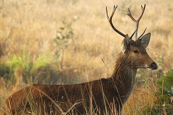 Jaldapara Gorumara Deluxe Tour