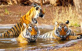 Golden Triangle Tour With Wildlife Of India