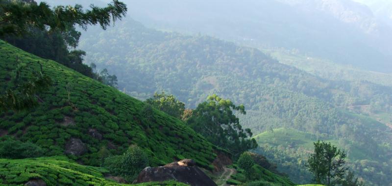 Munnar One Day Tour Package