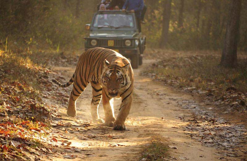 Kanha Tour Package