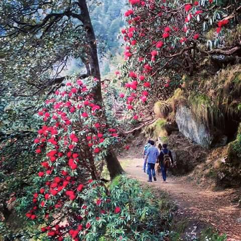 Trek to triund Camping at Gallu Tour