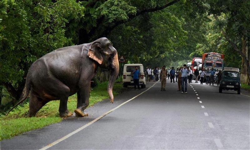 Kaziranga Tour