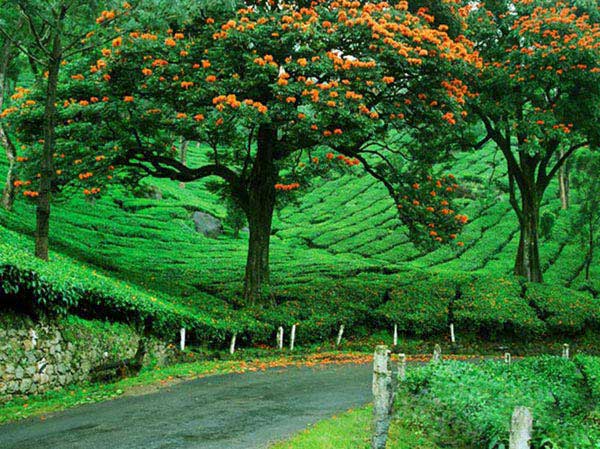 Cochin, Munnar, Thekkady, Alleppey, Kovalam Tour