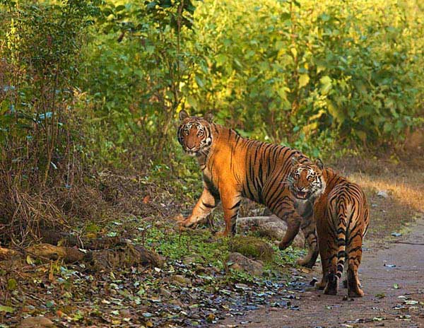 Signature Corbett X-Mas & New Year Packages