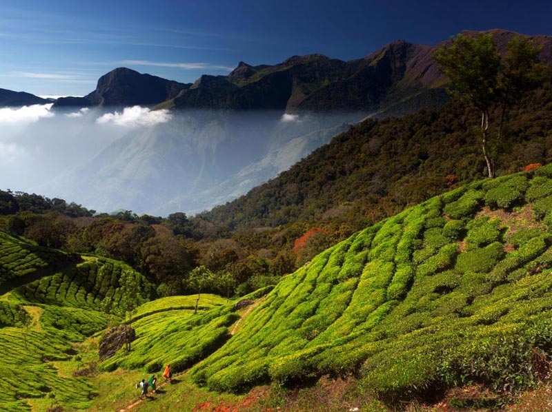 Best Of South India Hill Stations Tour