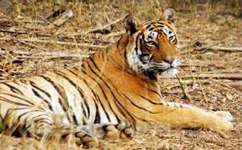 Ranthambore Camping Tour Package