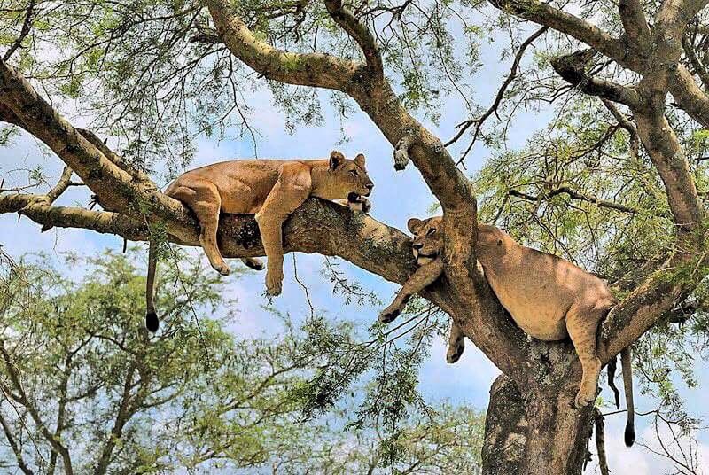 Ultimate Gorilla and Wildlife safari Tour