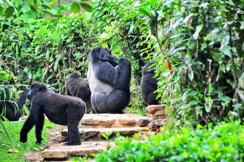 Ultimate Gorilla and Wildlife safari Tour