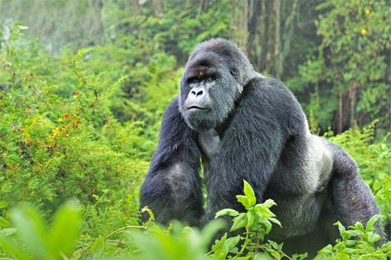 Ultimate Gorilla And Wildlife Safari Tour