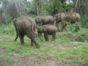 Coorg Jungle Safari And Adventure 5 Tour Image