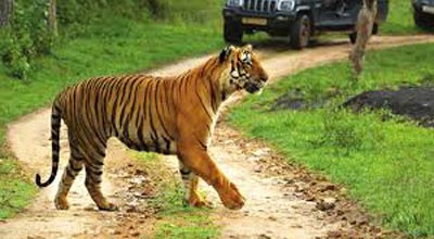 Bandipur National Park Tour