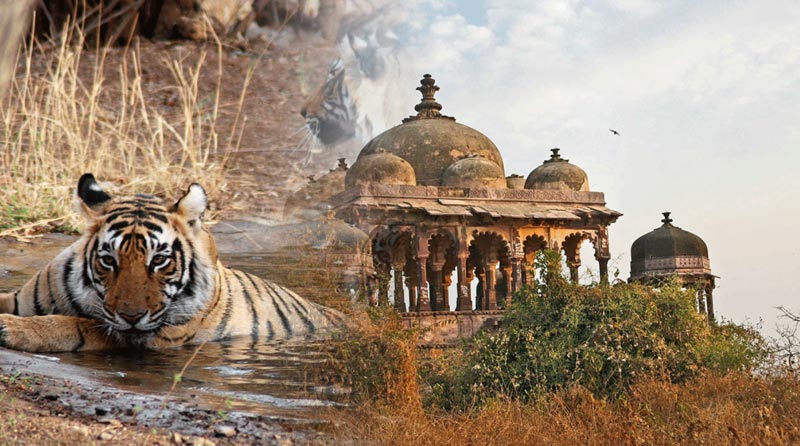 Jaipur (2) - Ranthambore (1) - Udaipur (2) - Mount Abu (1) - Jodhpur (1) – 7 NIGHTS / 8 DAYS Tour