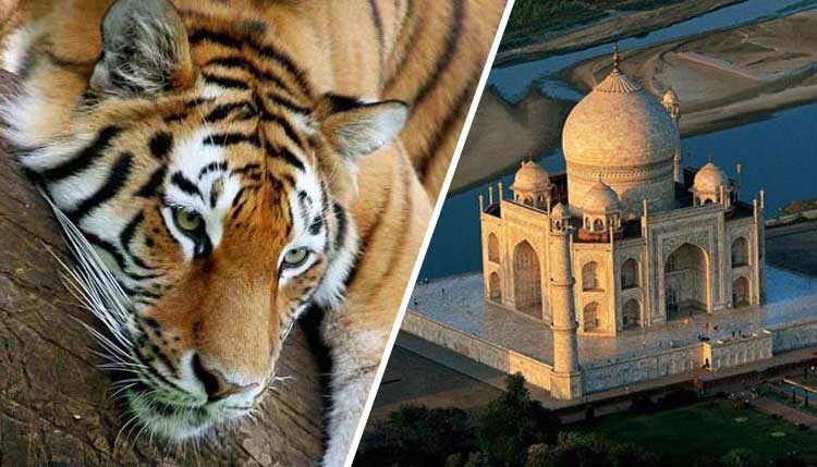 Taj And Wildlife Tour